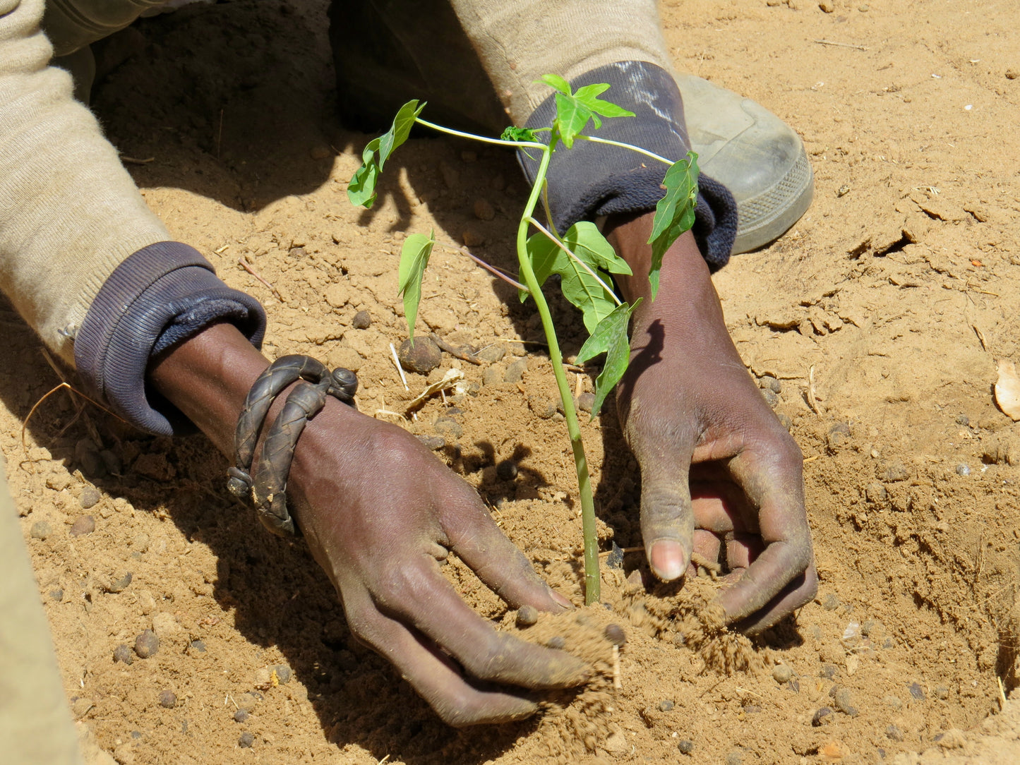 Objectif : plantation de 50 arbres au Sénégal d'ici juillet 2024
