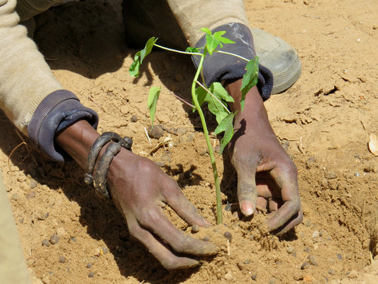 Objective: planting 50 trees in Senegal by July 2024